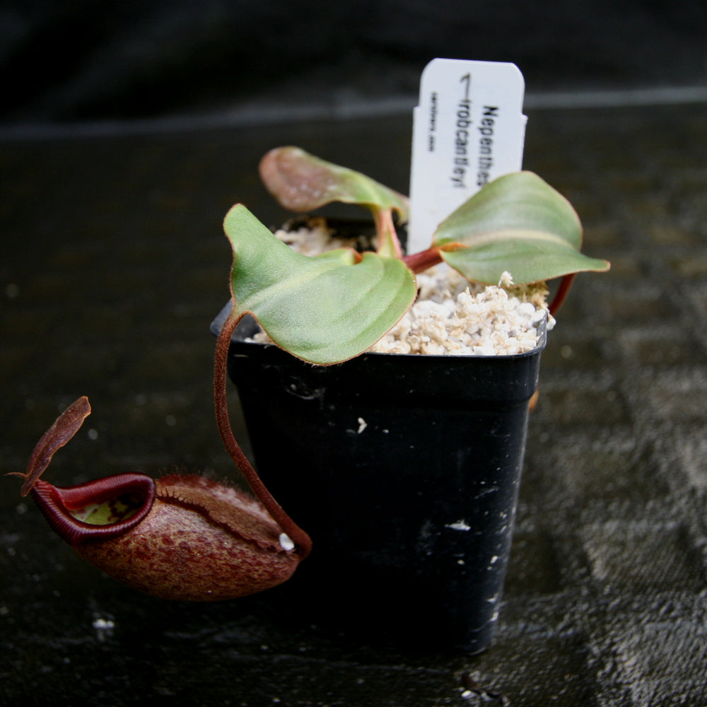 
                      
                        Nepenthes rajah x robcantleyi, BE-4019
                      
                    