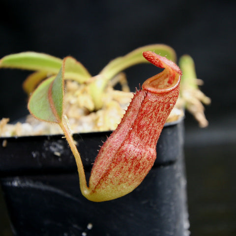 Close-up of Nepenthes rajah x klossii pitcher with a curved red body in a black pot