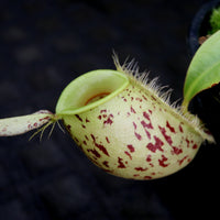 Nepenthes ampullaria South Sulawesi, CAR-0182