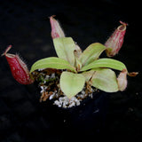 Nepenthes ampullaria (Tricolor x Purple Stripe 2), CAR-0180