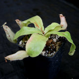Nepenthes ampullaria (Tricolor x Purple Stripe 2), CAR-0180