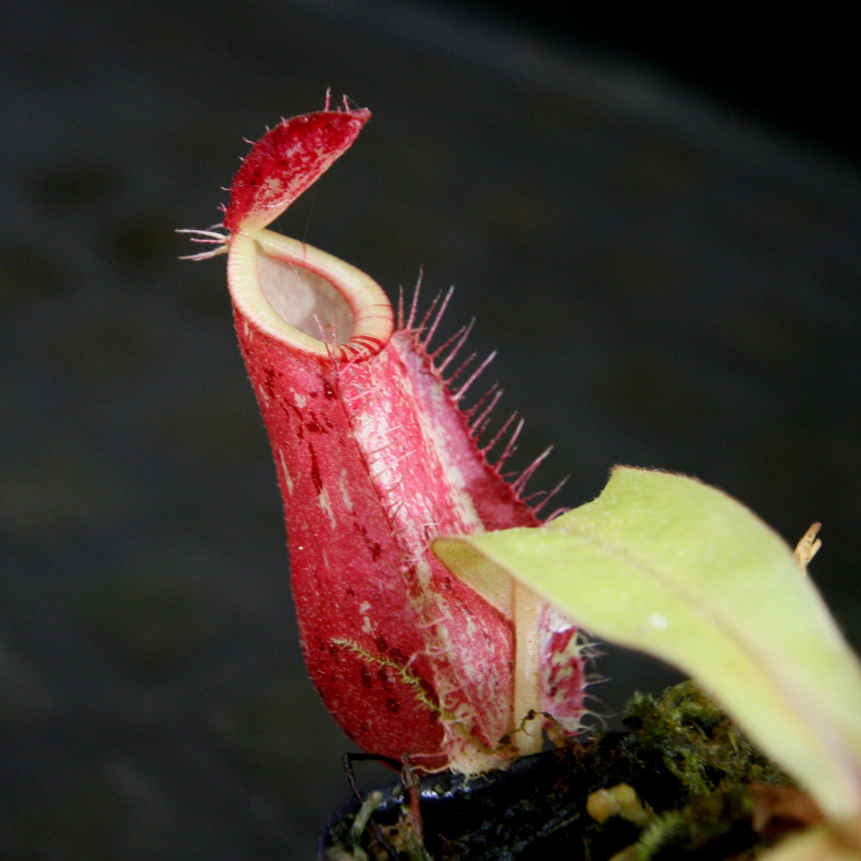 食虫植物　ネペンテス　アンプラリア　斑入り　初根　初芽済み 食虫植物 ネペンテス アンプラリア 斑入り 初根 初芽済み 【公式通販】