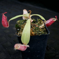 Nepenthes ampullaria [Tricolor x (William's Red x Harlequin)], CAR-0198
