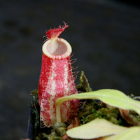 Nepenthes ampullaria [Tricolor x (William's Red x Harlequin)], CAR-0198