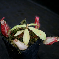 Nepenthes ampullaria [Tricolor x (William's Red x Harlequin)], CAR-0198