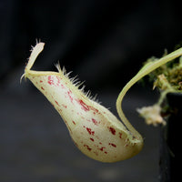 Nepenthes ampullaria [Tricolor x (William's Red x Harlequin)], CAR-0198