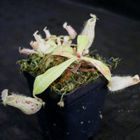 Nepenthes ampullaria [Tricolor x (William's Red x Harlequin)], CAR-0198