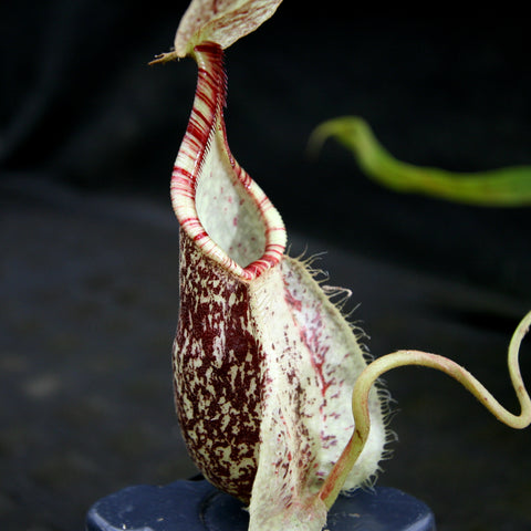 Nepenthes Rafflesiana pitcher with tall curved lip and red striped rim on a speckled cream and burgundy body