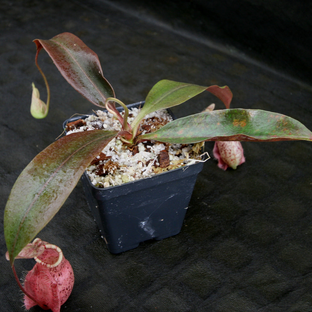 
                      
                        Nepenthes rafflesiana
                      
                    