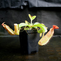 Nepenthes [(lowii x veitchii) x boschiana)] x veitchii "The Wave", CAR-0109