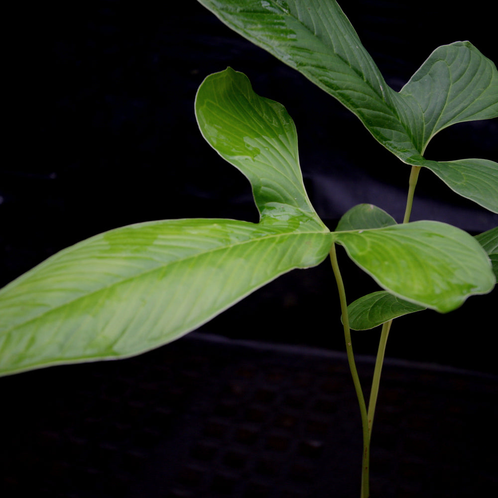 
                      
                        Anthurium draconopterum
                      
                    