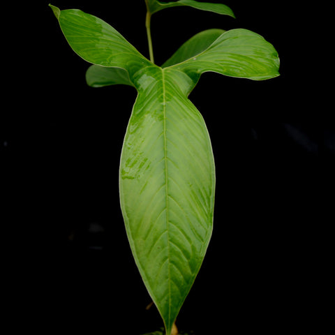 Bright green elongated leaf of Anthurium draconopterum with a prominent central vein against a black background