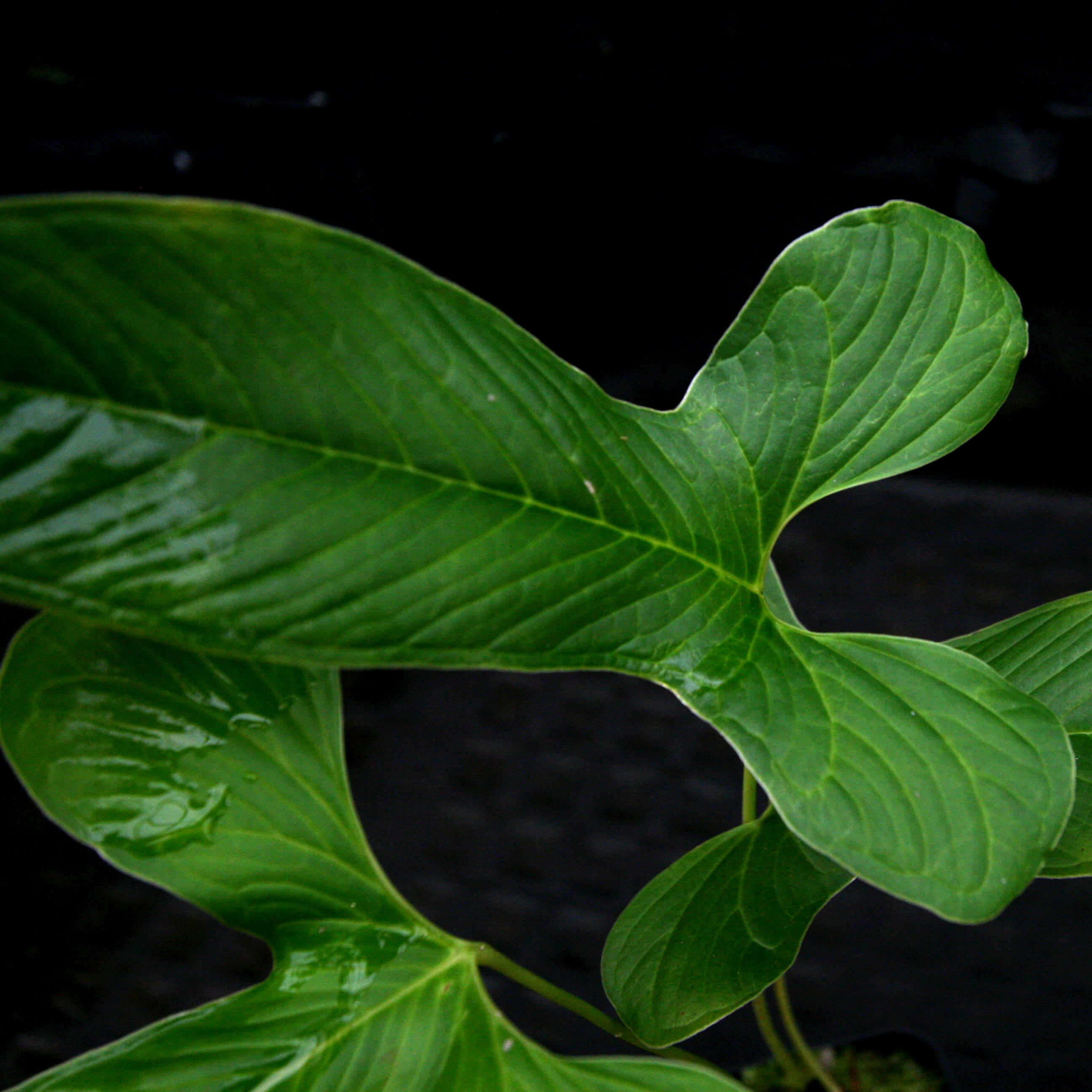 Anthurium draconopterum – Carnivero