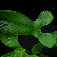 Anthurium draconopterum