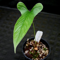 Anthurium draconopterum