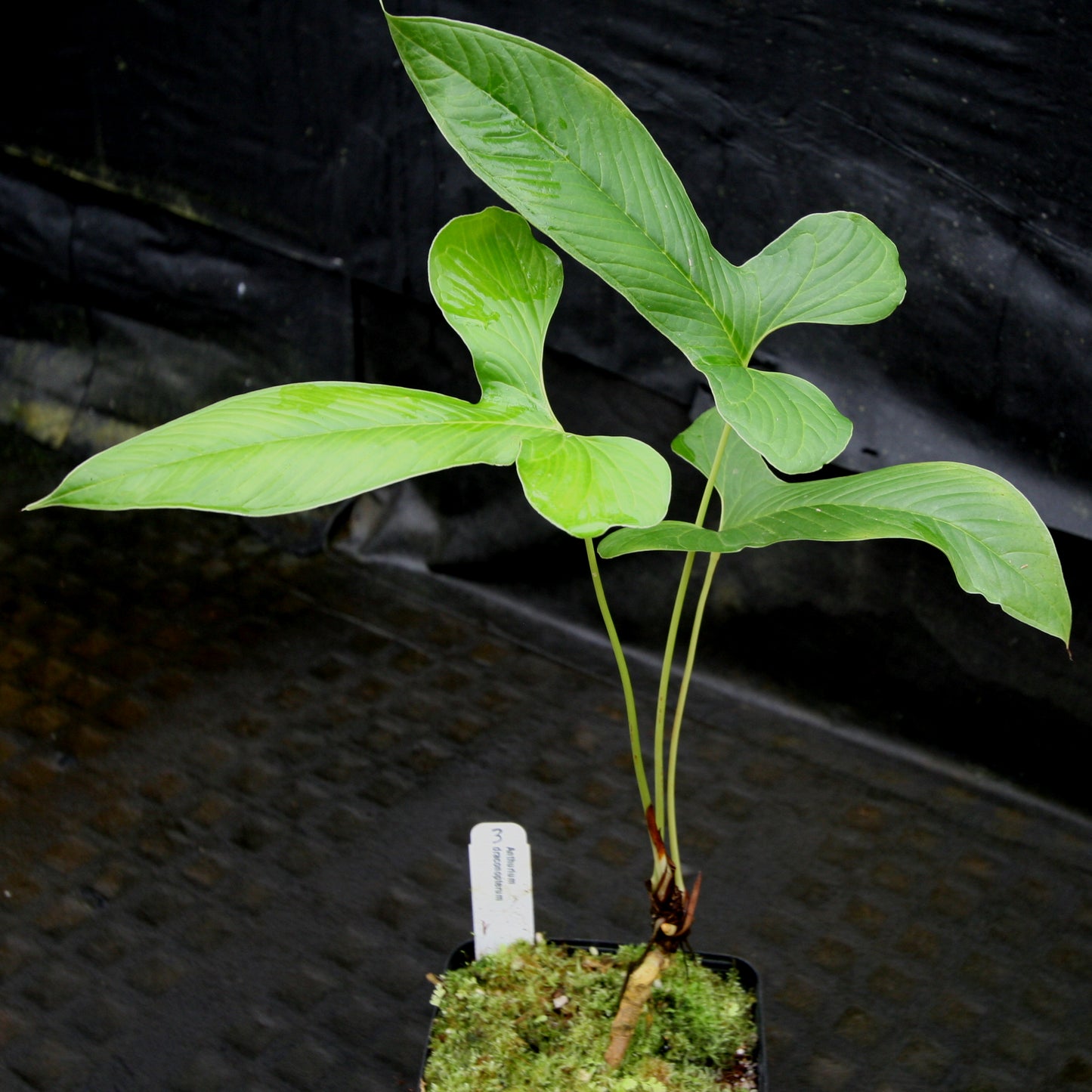 anthurium draconopterum care Anthurium draconopterum – Carnivero