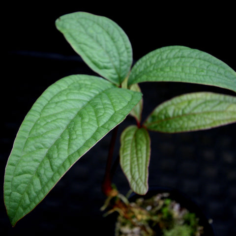 Anthurium arisaemoides plant with large glossy green leaves and a red stem against a black background