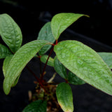 Anthurium arisaemoides