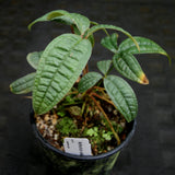 Anthurium arisaemoides