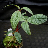 Anthurium arisaemoides