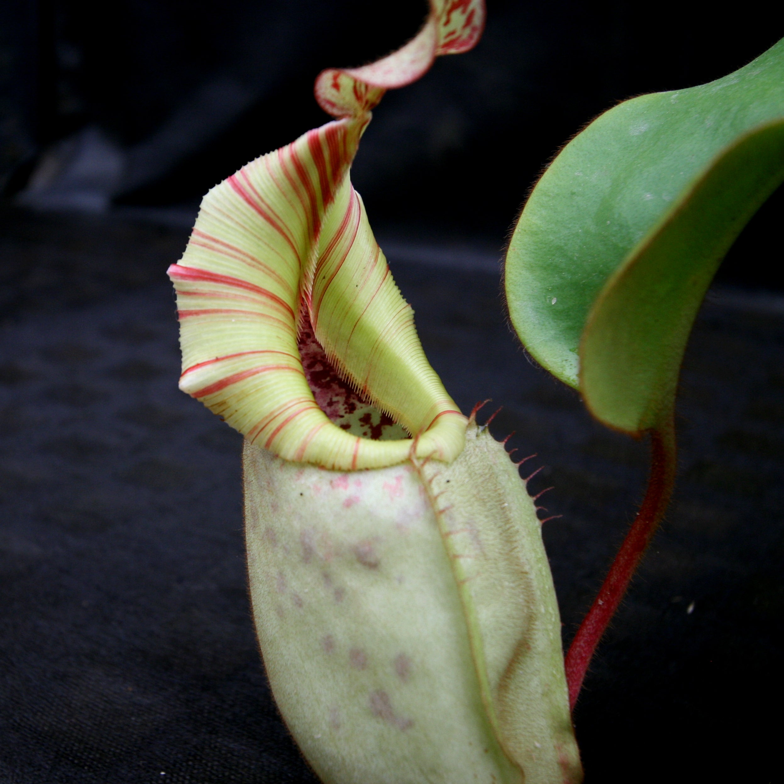 Nepenthes veitchii (Candy x Candy Yamada) – Carnivero