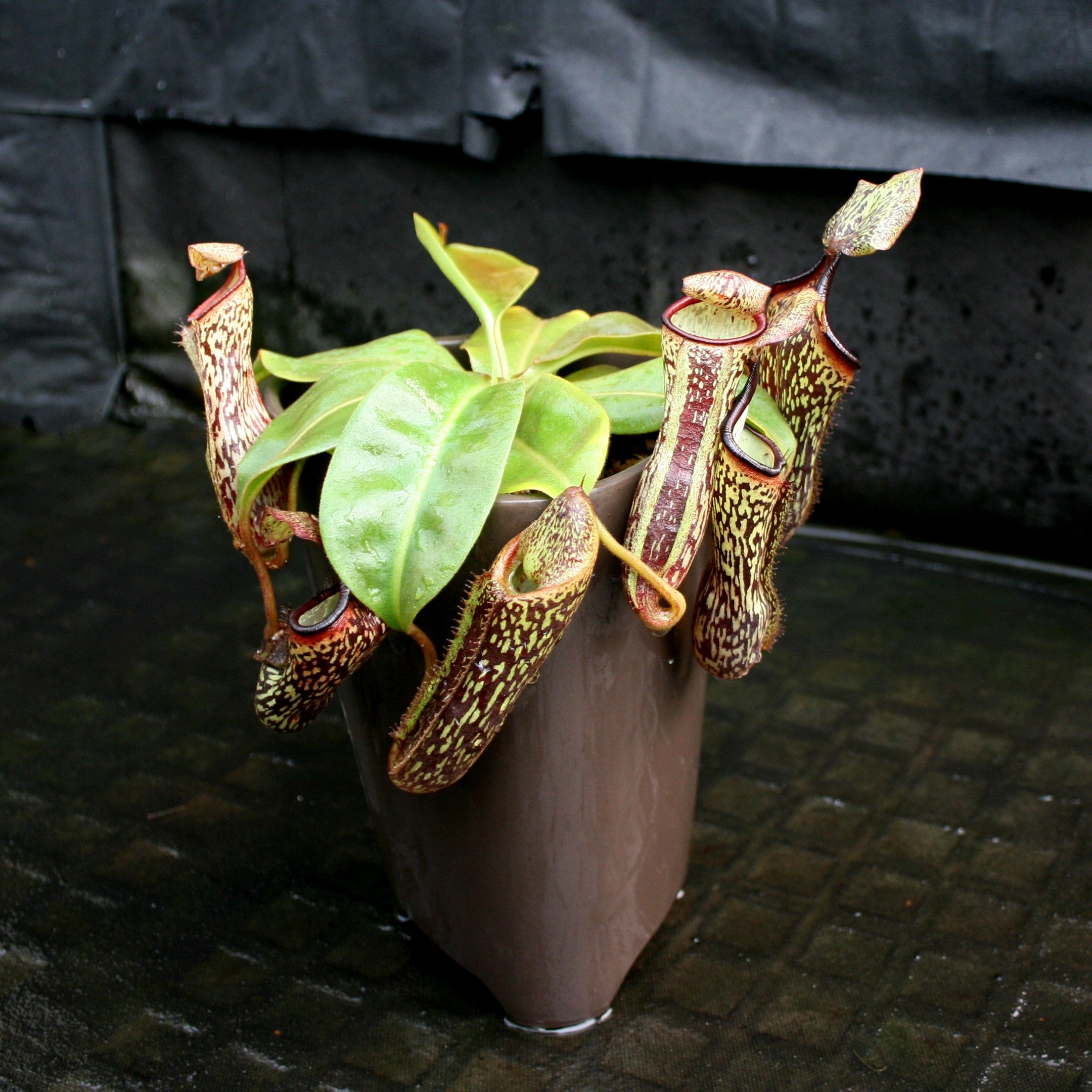 Nepenthes (maxima x campanulata) x platychila 