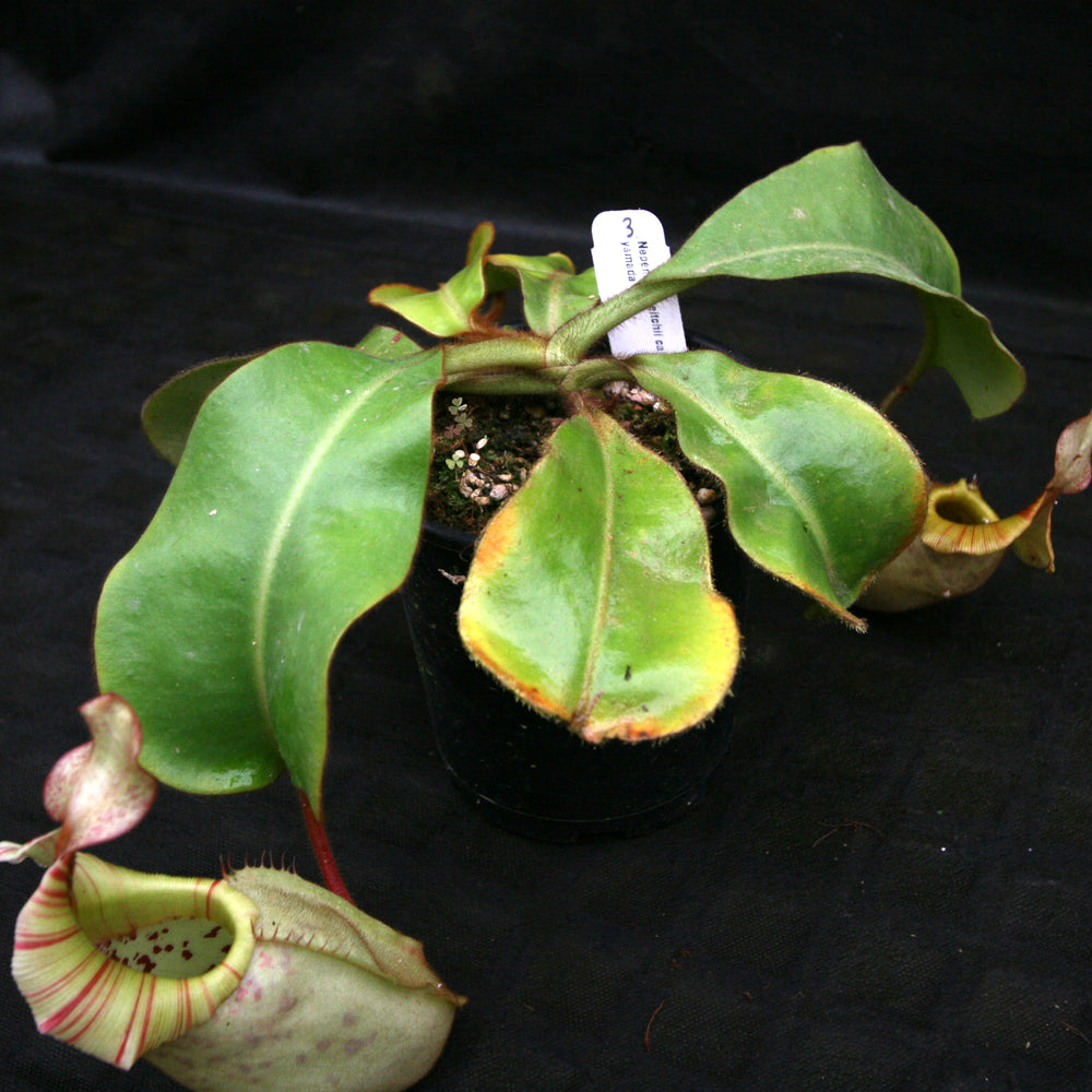 
                      
                        Nepenthes veitchii (Candy x Candy Yamada)
                      
                    