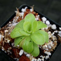 Pinguicula martinezii
