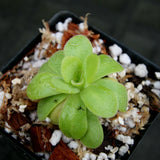 Pinguicula martinezii