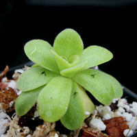 Pinguicula 'martinezii mexican butterwort, Butterwort, carnivorous plant, gnat eating plant, beginner plant, fungus gnat eating plant, easy to grow, ping, Mexican butterwort, ping plant.