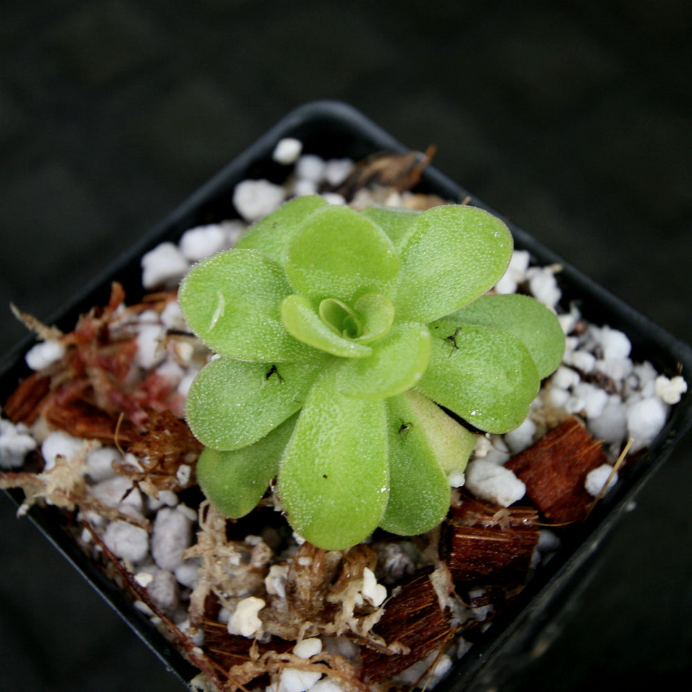 
                      
                        Pinguicula martinezii Butterwort
                      
                    