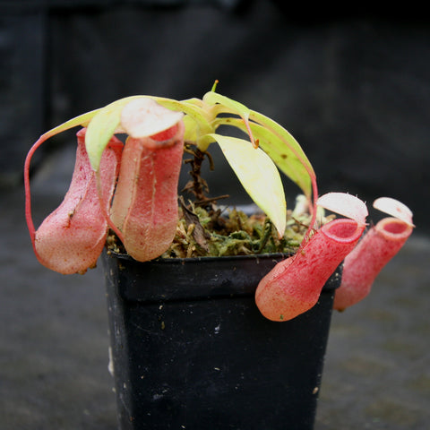 Nepenthes sibuyanensis BE x ventricosa AG3 plant with pink tubular pitchers and pale green leaves in a black pot.