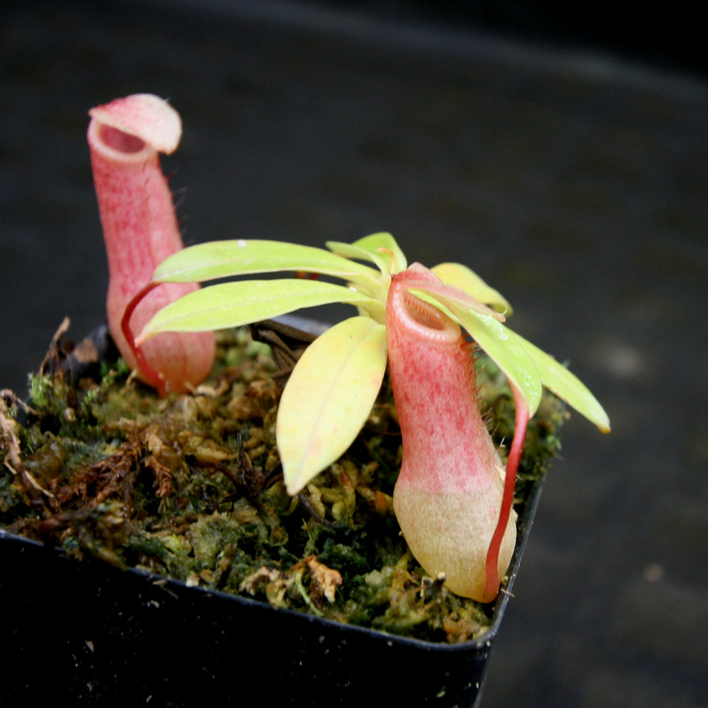 
                      
                        Nepenthes sibuyanensis BE x ventricosa AG3, CAR-0200, pitcher plant, carnivorous plant, collectors plant, large pitchers, rare plants
                      
                    