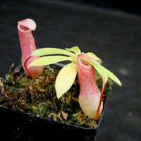Nepenthes sibuyanensis BE x ventricosa AG3, CAR-0200, pitcher plant, carnivorous plant, collectors plant, large pitchers, rare plants