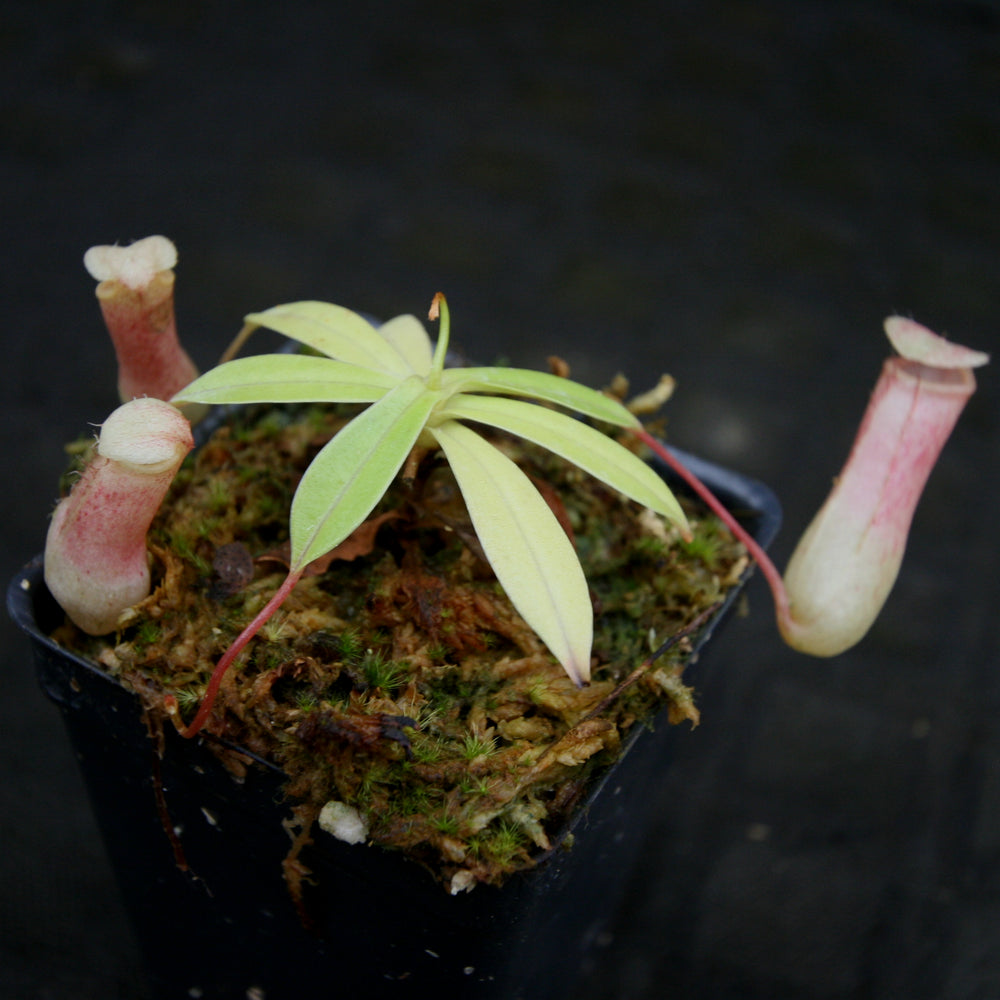 
                      
                        Nepenthes sibuyanensis BE x ventricosa AG3, CAR-0200, pitcher plant, carnivorous plant, collectors plant, large pitchers, rare plants
                      
                    