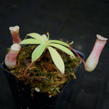 Nepenthes sibuyanensis BE x ventricosa AG3, CAR-0200
