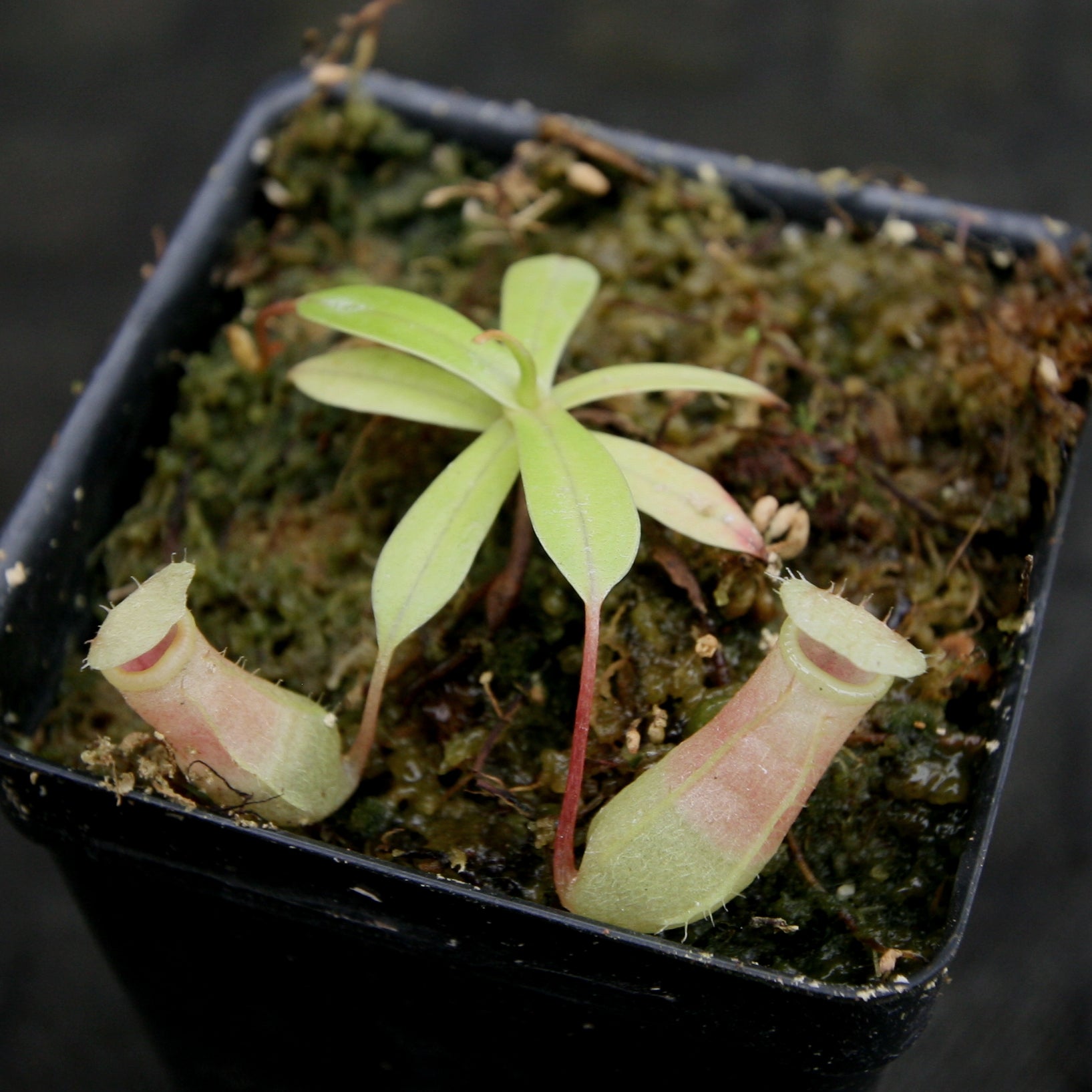 Nepenthes sibuyanensis BE x ventricosa AG3, CAR-0200 – Carnivero