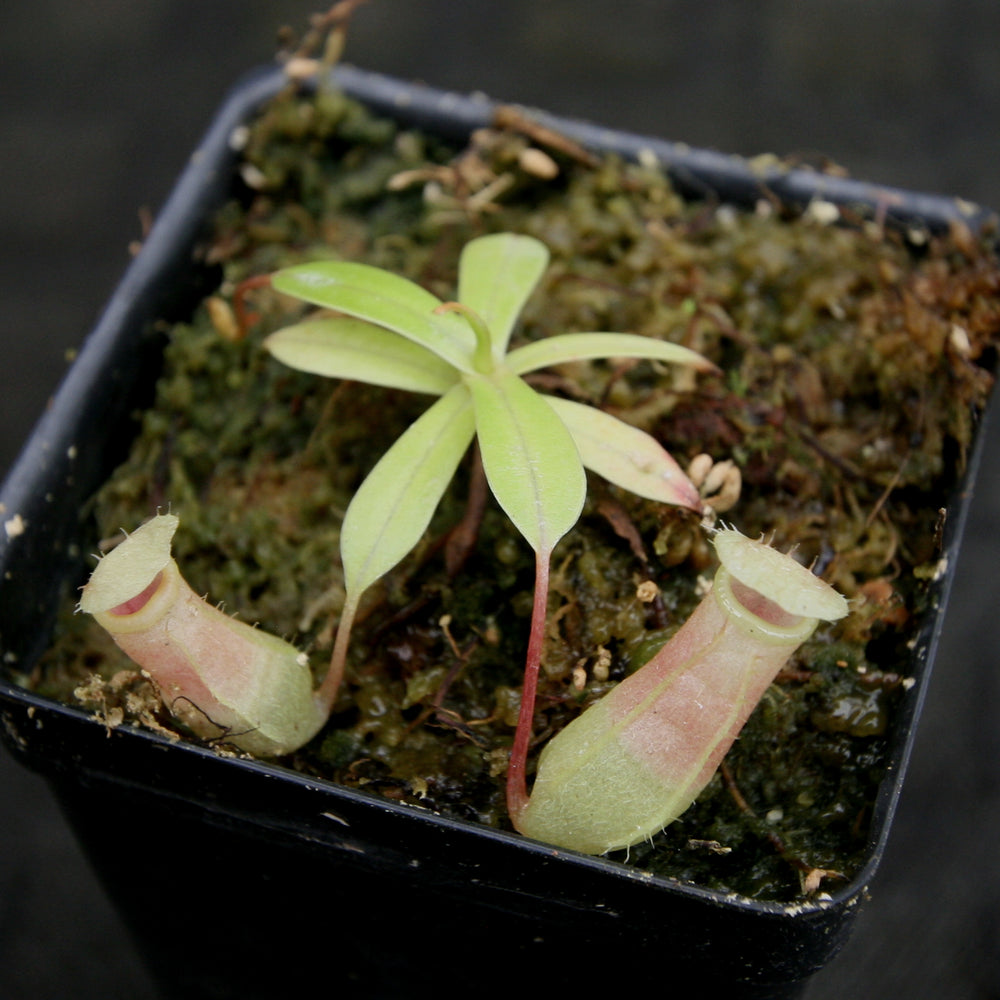 
                      
                        Nepenthes sibuyanensis BE x ventricosa AG3, CAR-0200, pitcher plant, carnivorous plant, collectors plant, large pitchers, rare plants
                      
                    