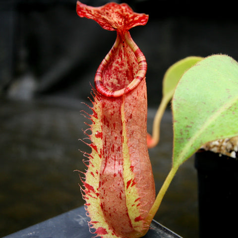 Tall red Nepenthes thorelii x northiana x veitchii hybrid pitcher with bright peristome beside a green leaf