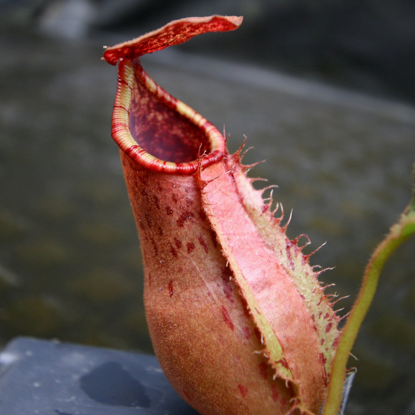 Nepenthes (thorelii x northiana) x veitchii