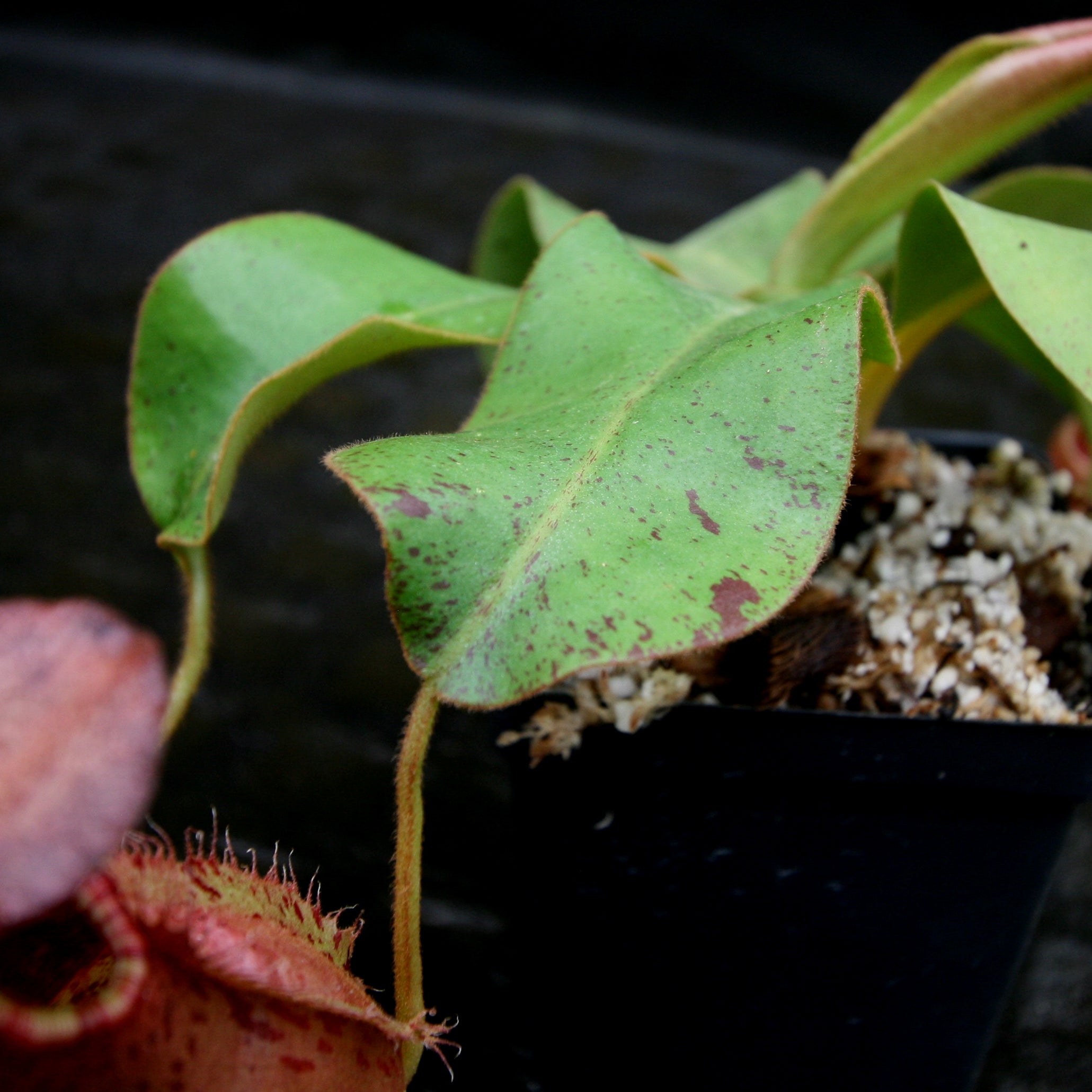Nepenthes (thorelii x northiana) x veitchii – Carnivero