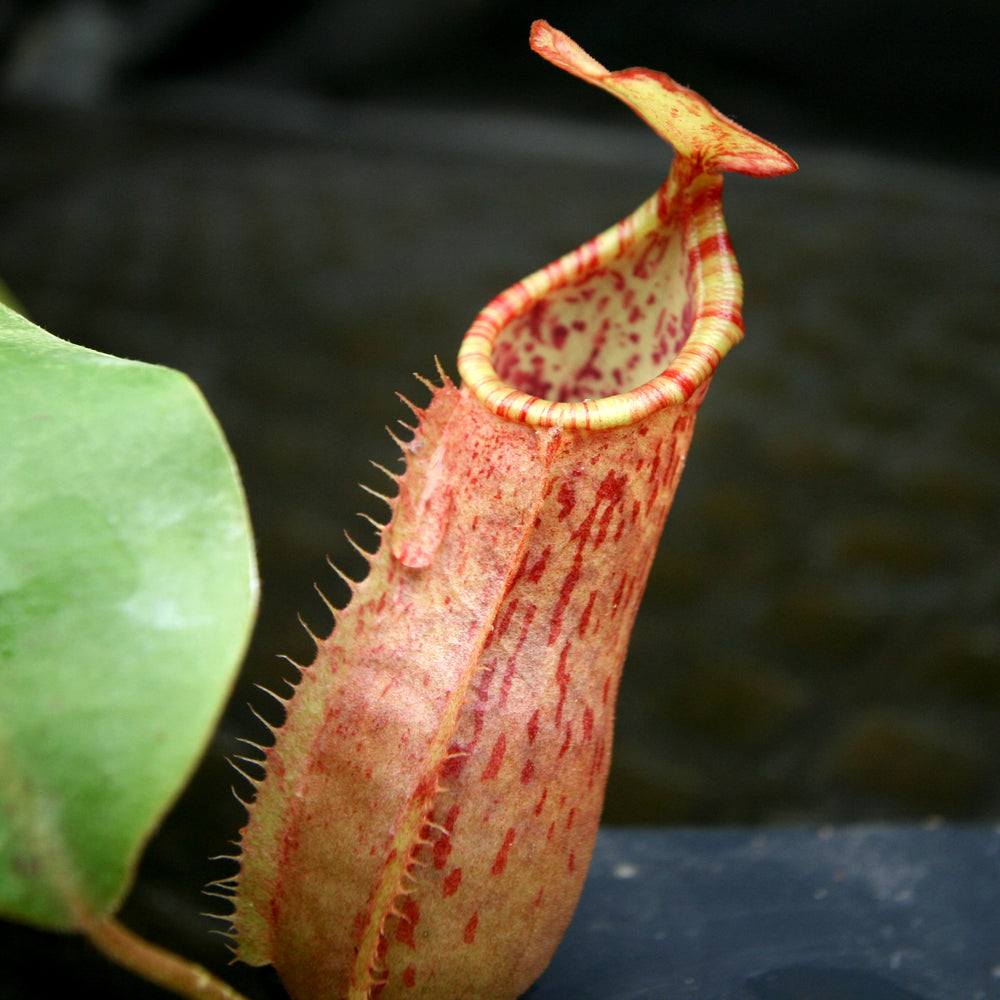 
                      
                        Nepenthes (thorelii x northiana) x veitchii
                      
                    