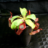 Nepenthes (truncata x campanulata) x veitchii "Pink Candy Cane", CAR-0064