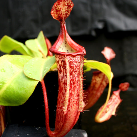 Pink Candy Cane Nepenthes pitcher plant with a tall red speckled pitcher and green leaves