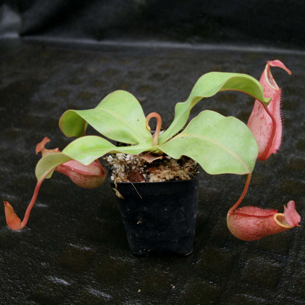 
                      
                        Nepenthes (thorelii x northiana) x veitchii
                      
                    