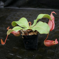 Nepenthes (thorelii x northiana) x veitchii