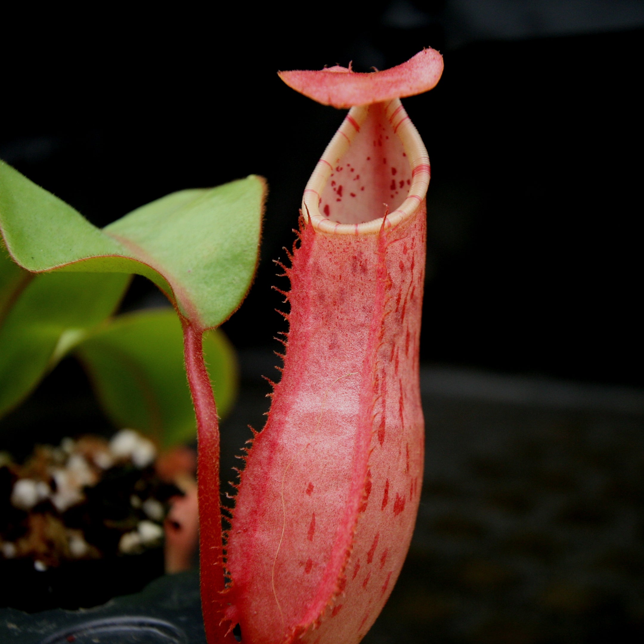 Nepenthes (thorelii x northiana) x veitchii – Carnivero