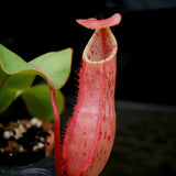 Nepenthes (thorelii x northiana) x veitchii