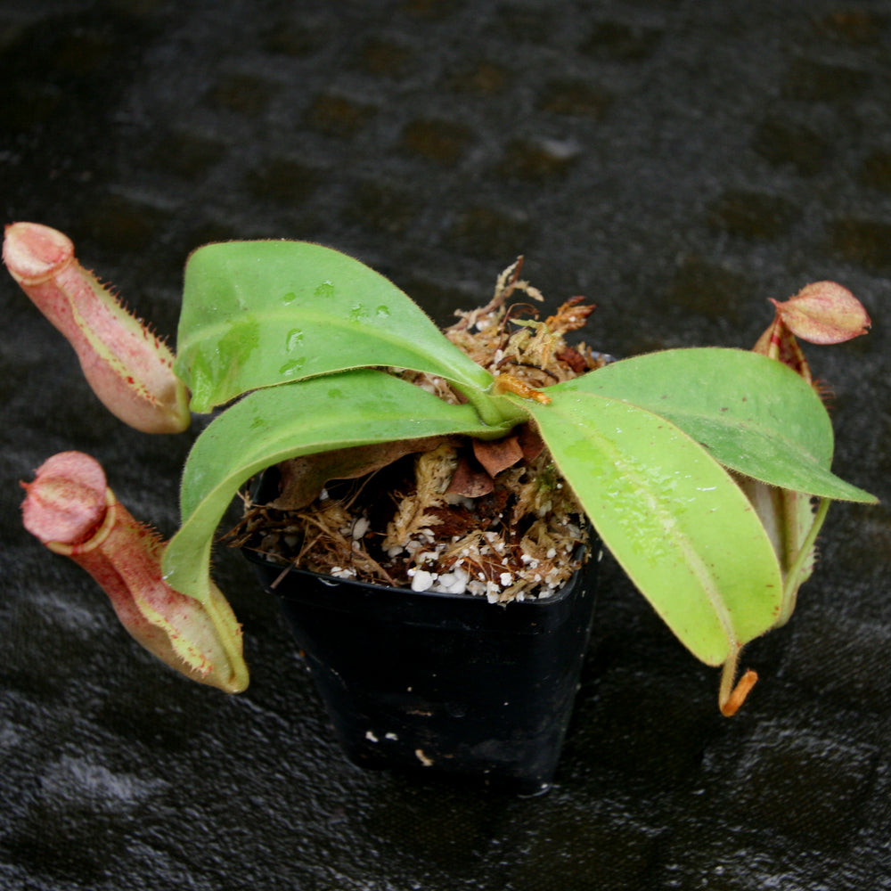 
                      
                        Nepenthes (thorelii x northiana) x veitchii
                      
                    