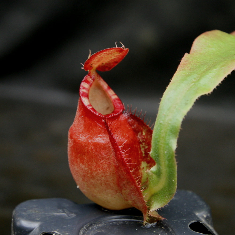 
                      
                        Nepenthes mirabilis winged x (mirabilis var. globosa x ampullaria) F2
                      
                    